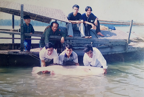 Một con cá sủ vàng nặng 67 kg mà ngư dân Hà Tĩnh bắt được năm 1998. Ảnh: NVCC