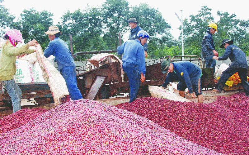  Đẩy mạnh liên kết nông dân và doanh nghiệp giúp đường đi của hạt cà phê thuận lợi hơn.