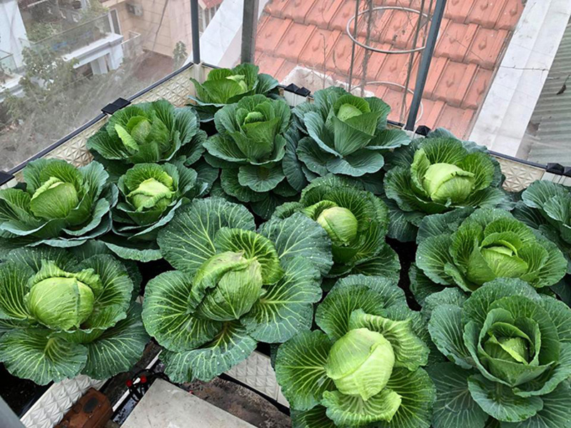 The flower pots of cabbage show off their vitality in the spring rain.