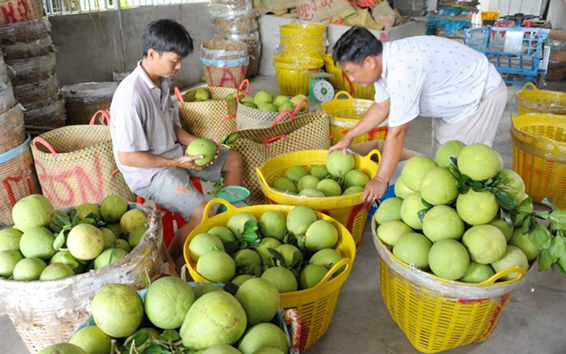 Bưởi bán trên thị trường có 5-6 loại, việc phân loại bưởi là khâu quan trọng để giao bán cho đúng giá thị trường.