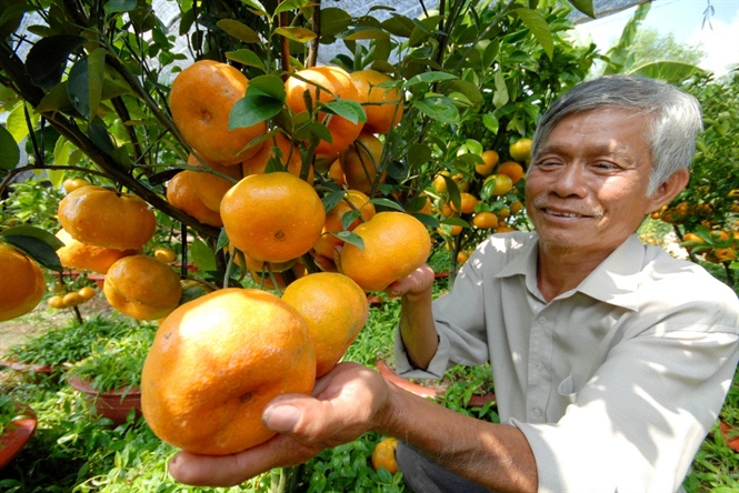 Quýt hồng Lai Vung (Đồng Tháp) là đặc sản nổi tiếng khắp cả nước. Với lợi thế được thiên nhiên ban tặng cho khí hậu thuận lợi, cộng với thổ nhưỡng phù hợp nên chỉ có huyện Lai Vung trồng quýt hồng cho chất lượng ngon, ngọt và màu trái chín rất đẹp mắt.