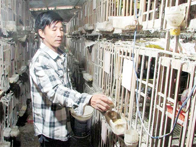 Ông Ẩn bên mô hình nuôi chim bồ câu pháp lai, mỗi năm thu nhập gần 200 triệu đồng.