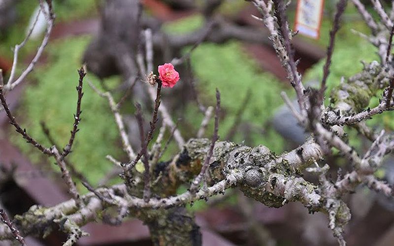 Lo lắng nền nhiệt độ Hà Nội rét đậm rét hại sẽ ảnh hưởng đến sự phát triển của cây và khó ra hoa đúng dịp Tết.