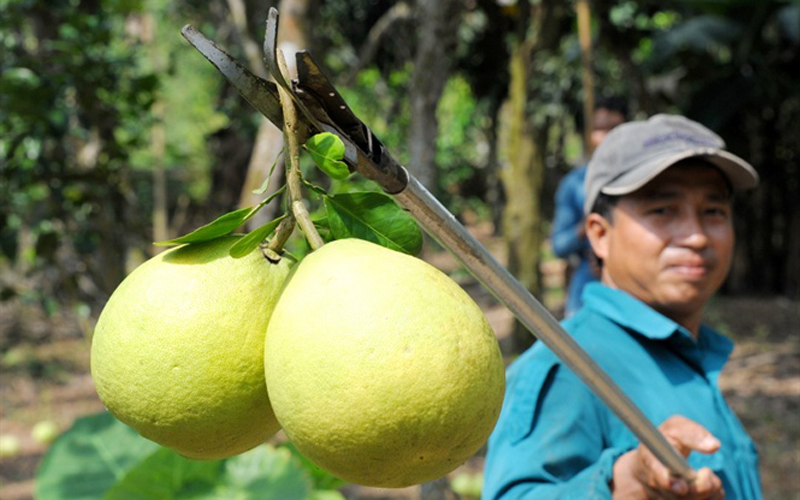 Hiện nay thương lái vào tân vườn mua xô giá 25.000 – 30.000 đồng/kg. Còn bưởi lựa loại nhất từ 35.000 - 40.000 đồng/kg tùy loại đẹp xấu có cành lá để phục vụ chưng tết. Năm nay, gia đình có lợi nhuận khoảng 300 triệu đồng.