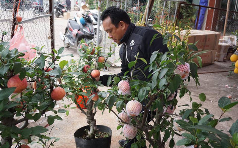 Anh Phương Trọng Hải (chủ lô táo bonsai ở đường Lạc Long Quân, Hà Nội) chia sẻ, gia đình anh là địa chỉ duy nhất cung cấp loại cây cảnh đặc biệt này trong dịp Tết Nguyên đán Mậu Tuất năm nay. Đây là loại táo bonsai mọc trong chậu được nhập trực tiếp từ các chủ vườn bên Trung Quốc. Do có hình dáng độc đáo, lạ mắt nên dù có giá cao song loại táo này vẫn được nhiều người ưa chuộng và tìm mua. “Mỗi ngày chúng tôi bán cả container sang các tỉnh khác. Loại cây này có thể chơi cả tháng mà không cần phải phun thuốc hay mất công chăm sóc đặc biệt”, anh Hải nói.