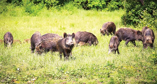 Đàn lợn rừng nuôi hoang dã trên đồng cỏ trang trại NTC.
