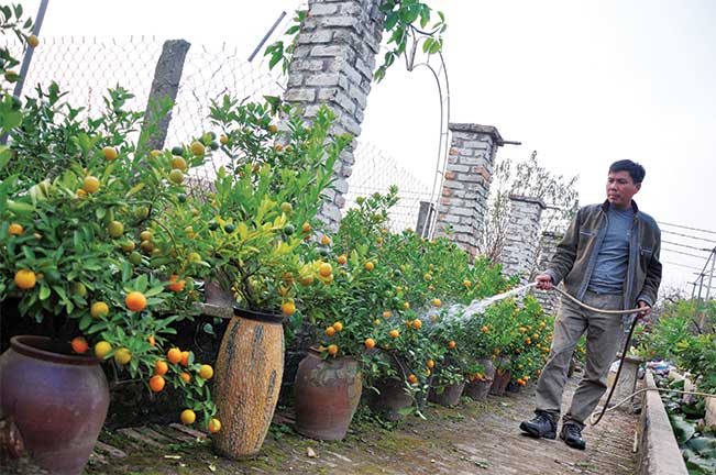 Ông Lê Hàm chăm các chậu, chum quất cảnh bonsai tại vườn nhà ở Nhật Tân (Hà Nội). Trần Quang