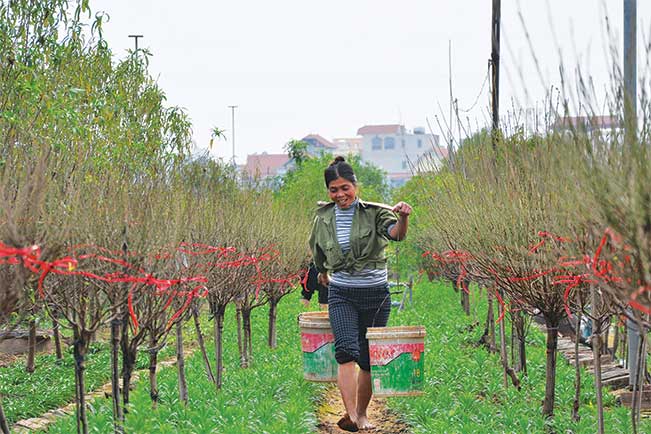 Để đào ra hoa đẹp, đúng tết, người dân Nhật Tân (Hà Nội) phải chăm sóc, tưới nước đều đặn. Trần Quang