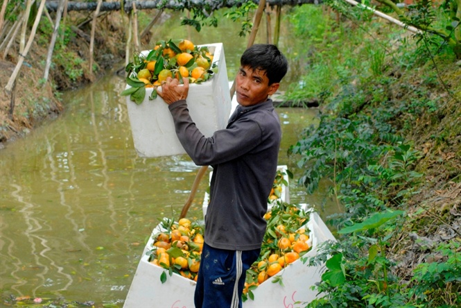 Hiện tại quýt hồng thương lái vào tận vườn thu mua giá từ 25.000 - 26.000 đồng/kg tăng 10.000 -12.000 đồng/kg so với tháng trước.