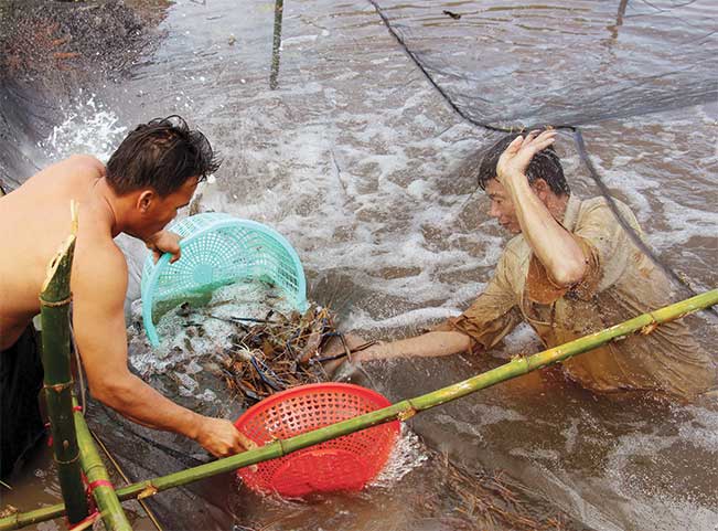 Nông dân huyện U Minh hối hả thu hoạch tôm càng xanh.