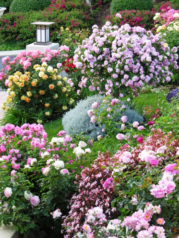 Chăm sóc cho những khóm hoa nở đúng vào dịp Tết. Hoa là một phần của mùa xuân, của sự sống. Khu vườn cũng vì thế mà đẹp nồng nàn và nên thơ.