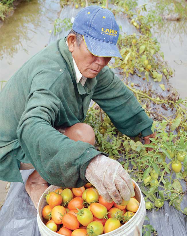 Nông dân hợp tác xã dịch vụ nông nghiệp Lý Văn Lâm (TP.Cà Mau) thu hoạch vụ rau màu Tết.