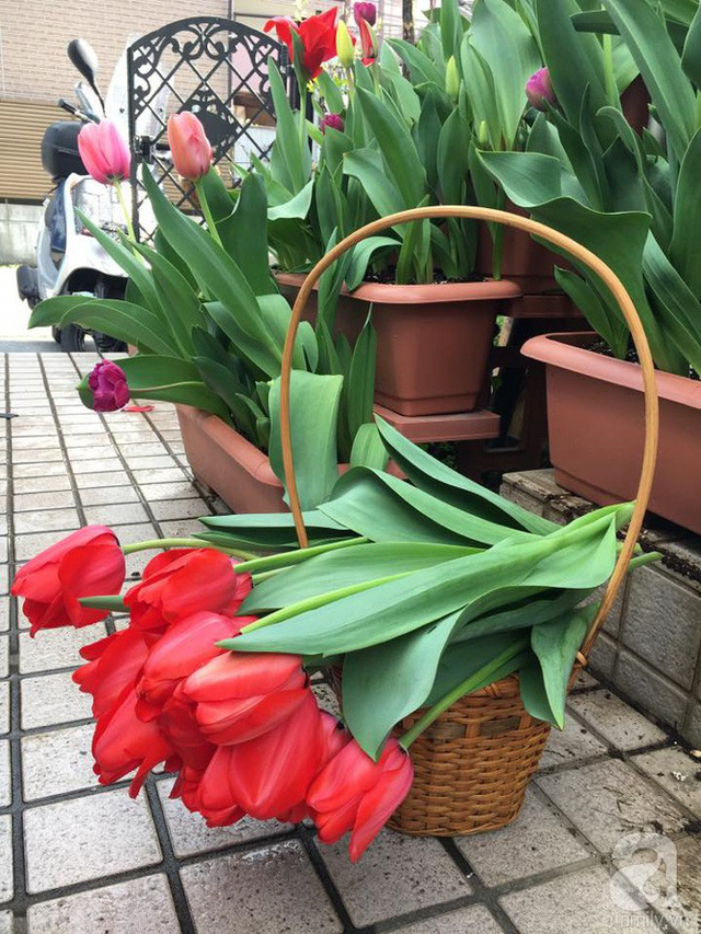 Lối đi rực rỡ hoa tulips do chính tay chị Quỳnh trồng.