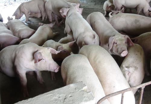 Người chăn nuôi lợn e ngại tái đàn dù giá lợn tăng nhẹ. Ảnh: Hoài Thu – TTXVN.