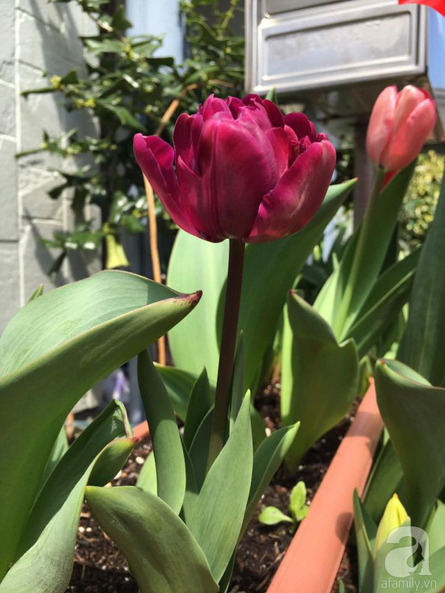 Những bông tulip mập mạp.
