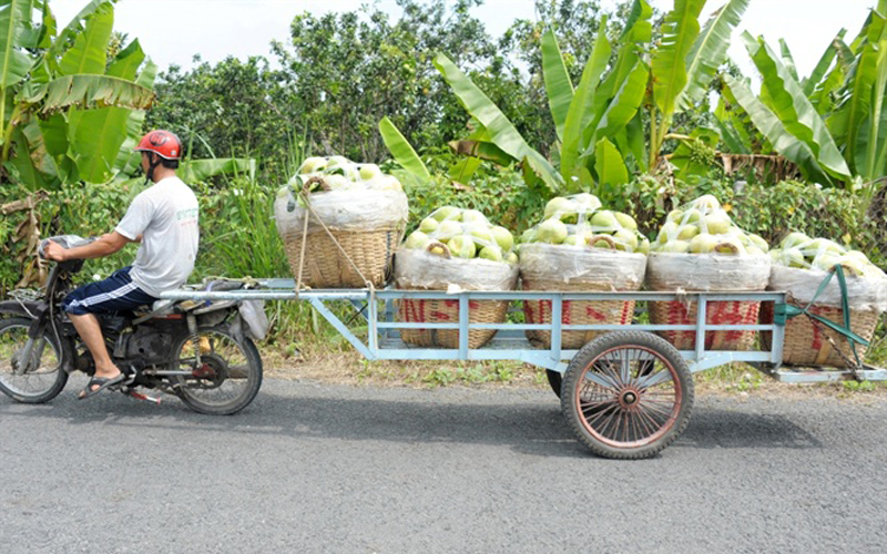 Thương lái thu mua bưởi từ nhà vườn mang về vựa.