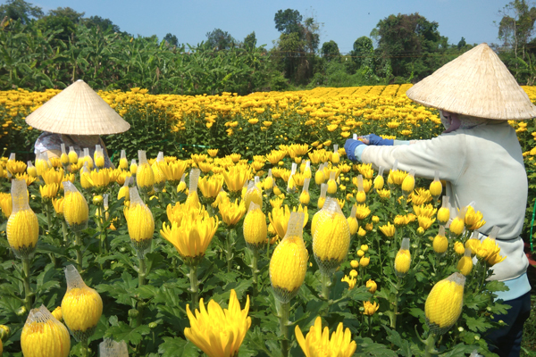 Người dân nơi đây quanh năm chủ yếu trồng các loại cây hoa màu khác, nhưng cứ đến dịp tết lại chuyển đổi qua trồng hoa phục vụ tết