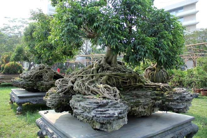 Mới nhìn sơ qua nhiều người chỉ nghĩ đây là cây sanh được chơi theo kiểu cây cảnh bonsai bình thường và không có gì lạ.