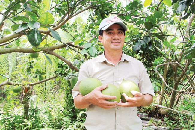 Nhiều nhà vườn ở miền Tây hy vọng sẽ tạo ra trái bưởi to, ngọt bán tết.