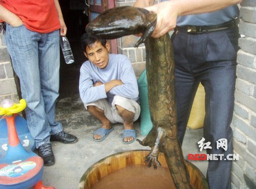 Con cá cóc khổng lồ dài gần 1,3m, nặng 7,6kg được các nhà chức trách huyện Nguyên Lăng, tỉnh Hồ Nam (Trung Quốc) nhanh chóng truy tìm, thu giữ sau 1 vụ bắt, buôn, bán trái phép diễn ra đầu tháng 9/2010. Con cá này được 1 nông dân trong huyện bắt được trong lúc đi đánh cá ở khu vực cấm và bán lại cho cho thương lái. (Ảnh: Theo Vnexpress, Xinhuanet).