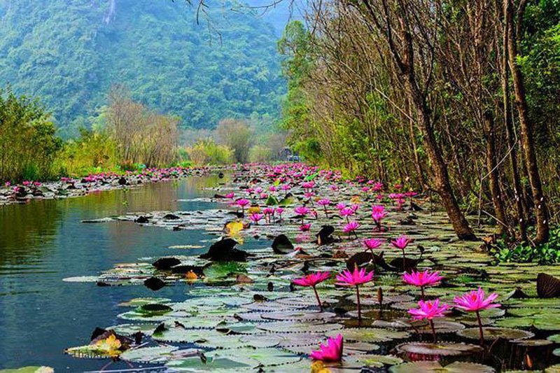 Người dân nơi đây có 2 dịp ngắm hoa giữa dòng suối dẫn vào Hương Sơn: tháng 6 sen nở khắp trời, mùi hương thanh nhẹ; tháng 10 hoa súng lại một lần nữa mang sắc tím trở lại với dòng sông xanh biếc