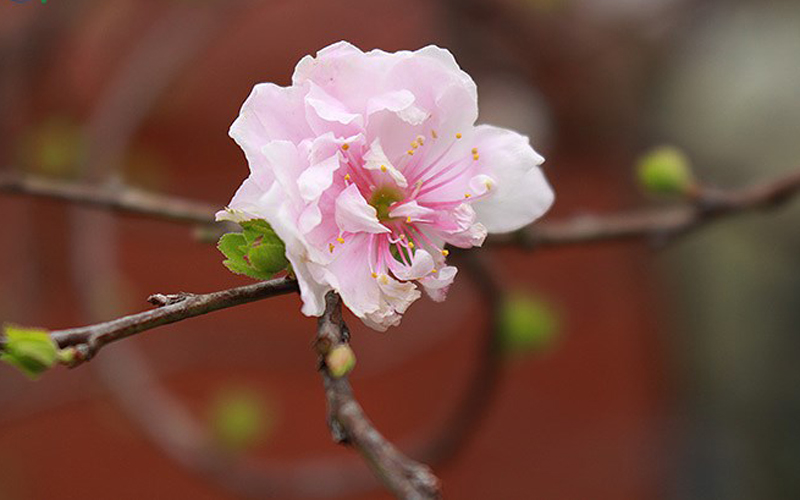 Vườn Nhất chi mai (mai trắng) ở Nhật Tân (Tây Hồ, Hà Nội) đang độ 