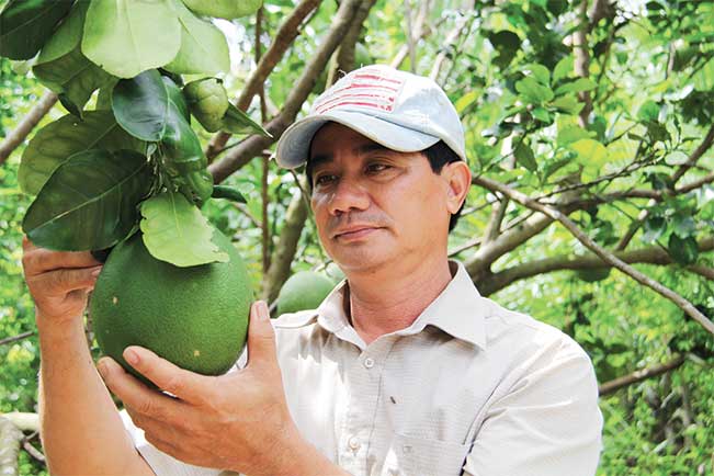 Người dân một số địa phương ĐBSCL phấn khởi vì cây ăn trái mùa Tết đạt được năng suất cao, mẫu mã đẹp.