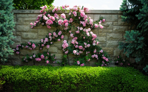 Một bức tường rực rỡ sắc hoa sẽ thay vạn lời muốn nói của chủ nhà đối với khách ghé thăm nhà.