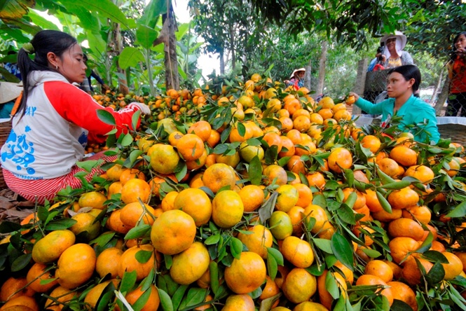 Theo thống kê, huyện Lai Vung có hơn 1.000 ha quýt hồng đang cho trái, năng suất bình quân khoảng 30 - 40 tấn/ha.