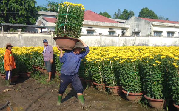 Dịp tết năm nay, người trồng hoa ở hai làng hoa: Phúc Nhạc và Lê Lợi sẽ cung cấp cho thị trường hàng trăm ngàn giỏ hoa các loại...