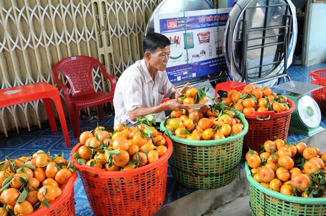 Ông Trần Văn Thơm ở xã Long Hậu huyện Lai Vung trồng 1ha quýt hồng, mỗi năm thu hoạch khoảng 40-50 tấn trái thu về hàng trăm triệu đồng.