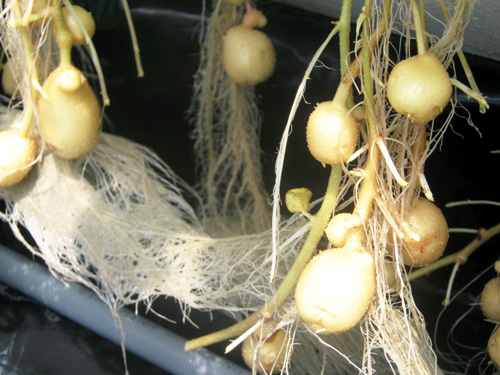Khoai tây trồng bằng công nghệ khí canh tại Đà Lạt. Ảnh: V.T
