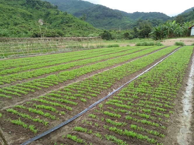 Những luống rau xanh tốt trong mô hình trồng rau sạch hữu cơ luôn tạo cảm giác thích mắt cho những người đến tham quan.