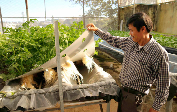 Ông Trần Huy Đường, chủ trang trại LangBiang Farm kiểm tra sự phát triển vườn trồng rau khí canh. Ảnh: V.T