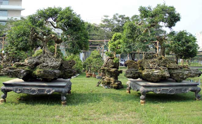 Nhiều người không khỏi trầm trồ, khen ngợi khi đứng trước cặp cây sanh “khủng” ở Sài Gòn có bộ rễ được tạo hình một trong bốn “tứ linh” trong văn hóa dân gian Việt Nam.