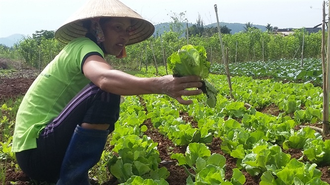 Các loại rau quả mô hình trồng rau hữu cơ của Công ty TNHH Sala Việt Nam đều không sử dụng phân bón hóa học và thuốc bảo vệ thực vật (BVTV)