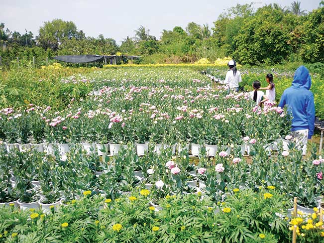 Có hơn 80% sản lượng hoa, kiểng của nông dân làng hoa Sa Đéc (Đồng Tháp)