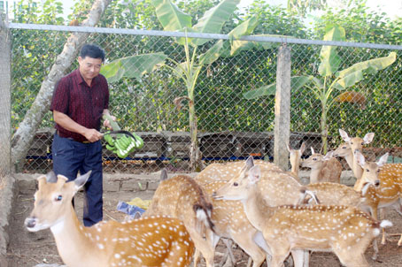 Ông Phan Xuân Ngọc - chủ Trang trại hươu nai Ngọc Linh đang giới thiệu đàn hươu đang nuôi tại trang trại. Ảnh: B.Nguyên