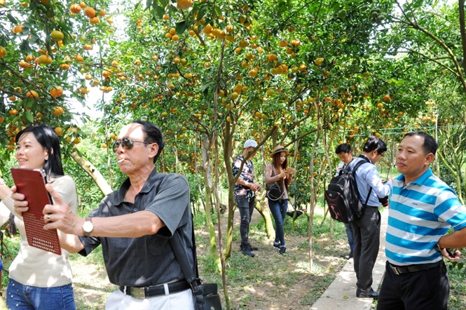 Những ngày giáp tết, thương lái tranh thủ đến tận vườn của dân thu hoạch quýt để kịp giao hàng cho khách