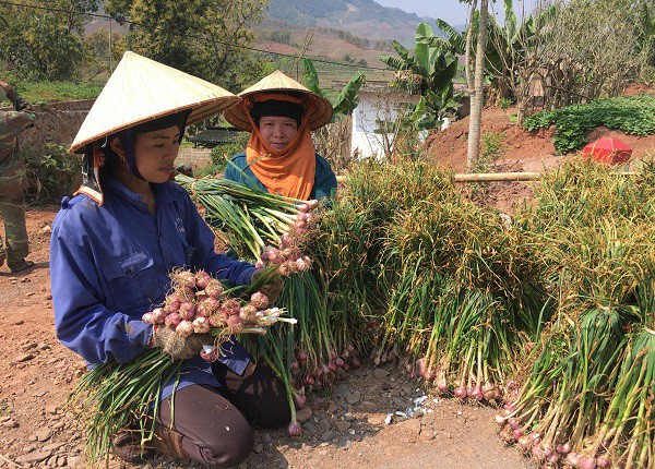 Chị Lò Thị Mai bên (tay trái) đang bó tỏi tía thành từng túm nhỏ để bán cho khách hàng tại ruộng.