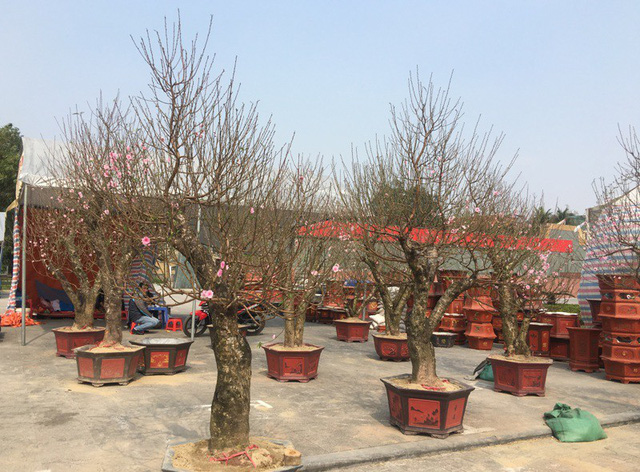 Những gốc đào phai ghép đã được trồng vào chậu có giá không dưới 10 triệu đồng/cây tại hội chợ hoa xuân, quảng trường Lam Sơn, thành phố Thanh Hóa.