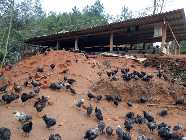 Khu chăn nuôi gà của chị Sênh rộng rãi, thoáng mát nên gà tự do bay nhảy, thịt rắn chắc, thơm ngon