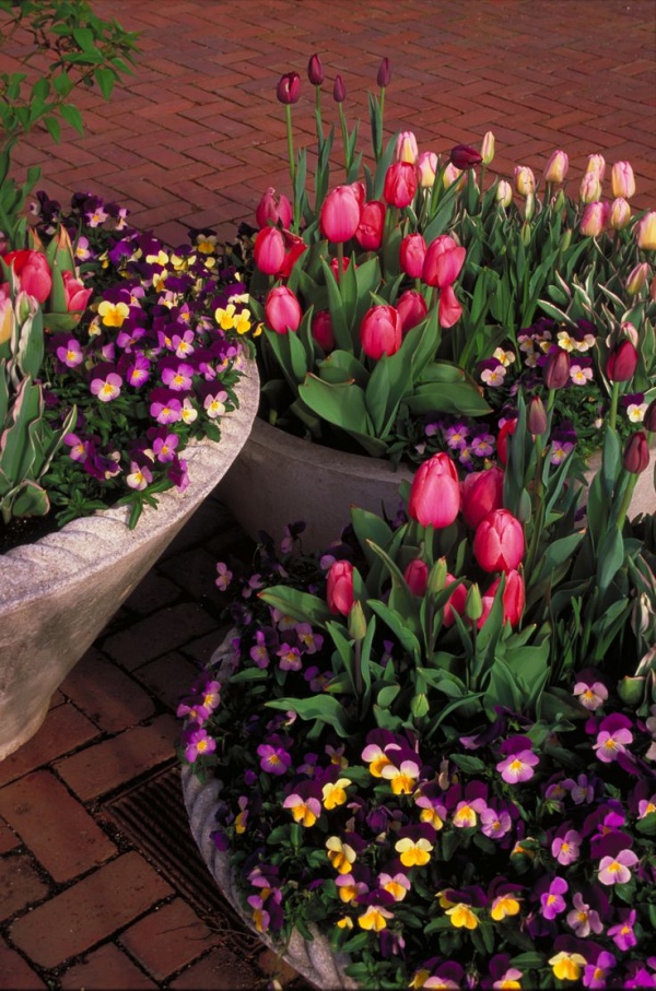 Bạn có thể chọn các loại chậu cỡ lớn và trồng nhiều loài hoa vào bên trong. Nhiều sắc màu sẽ mang đến nhiều niềm vui và vẻ đẹp rực rỡ cho khu vườn mùa xuân.