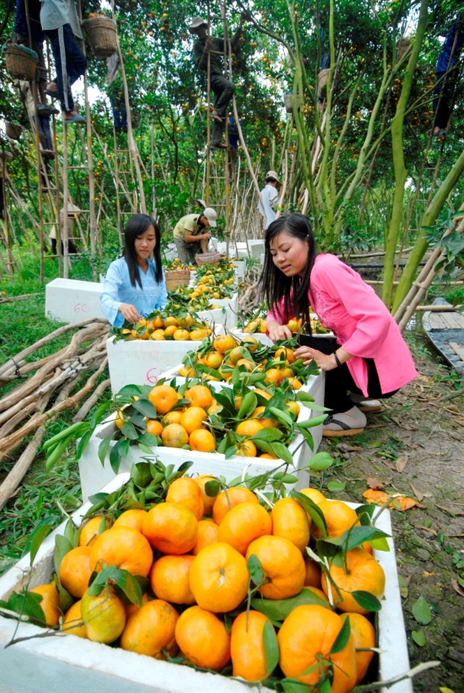Sau khi điểm vườn du lịch Út Tường thu hút nhiều khách thì một số nông dân ở Lai Vung cũng được chính quyền khuyến khích làm du lịch nông nghiệp. Đến nay có 9 điểm vườn quýt hồng mở cửa đón khách du lịch vào dịp gần tết; bình quân mỗi ngày có hàng ngàn khách đến với vườn quýt hồng đặc sản Lai Vung.