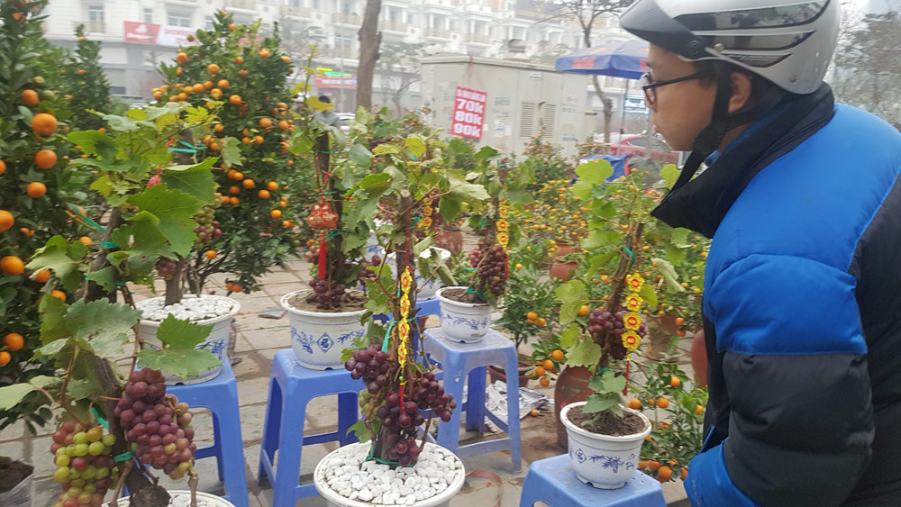 Lần đầu tiên xuất hiện ở Hà Nội, nho Ninh Thuận được bán như một loại cây hoa cảnh chơi Tết.