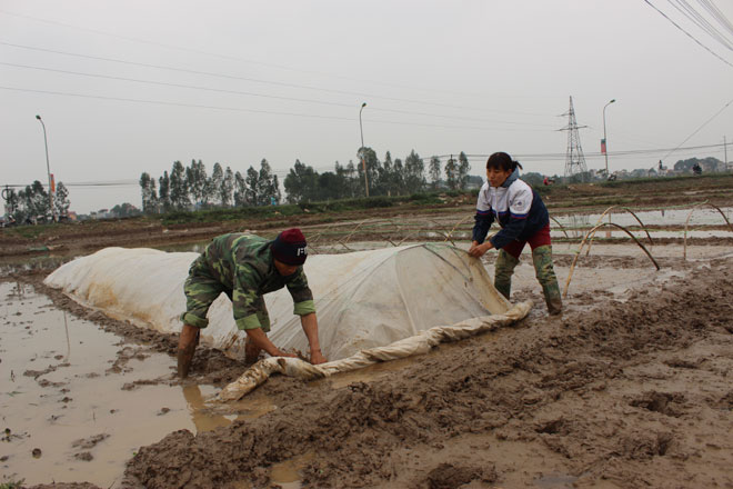 Nông dân ngoại thành Hà Nội che phủ nilon cho mạ mới gieo.