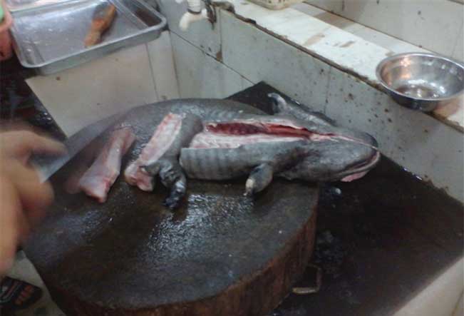 Đầu bếp đang làm thịt con cá cóc khổng lồ ở một nhà hàng tại Trung Quốc. Ảnh: Báo Giao thông.