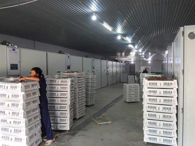 Nhà máy ấp trứng của 3F Việt tại huyện Quảng Điền, tỉnh Thừa Thiên – Huế có quy mô sản xuất hơn 300.000 gà con giống/tháng.