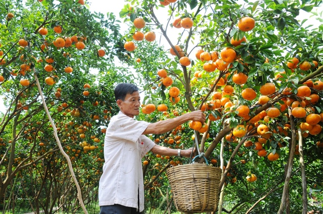 Nhưng năm nay do thời tiết không thuận lợi, cộng với nhuận 2 tháng 6 âm lịch nên việc xử lý cho quýt hồng ra hoa và đậu trái gặp khó khăn.