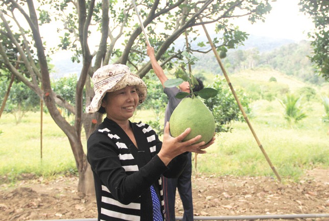 Trồng bưởi da xanh, người Raglai thoát nghèo